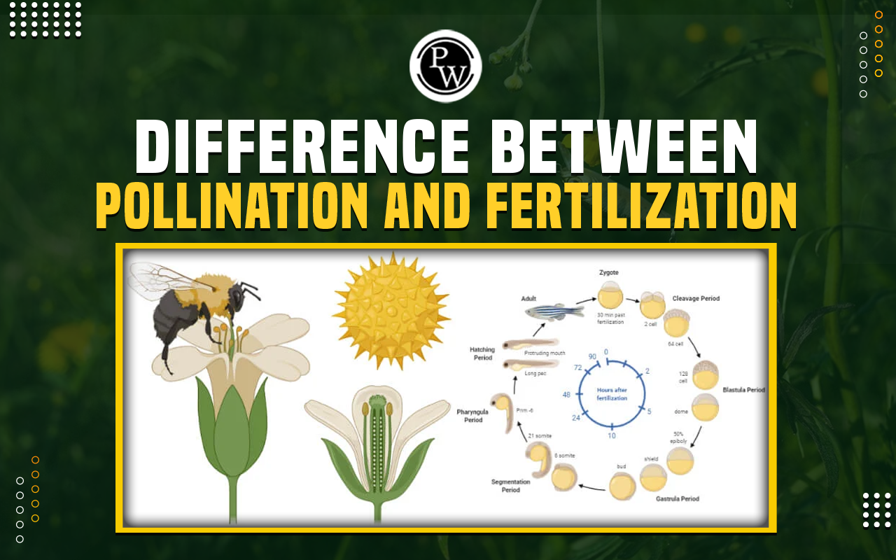 Difference Between Pollination and Fertilization