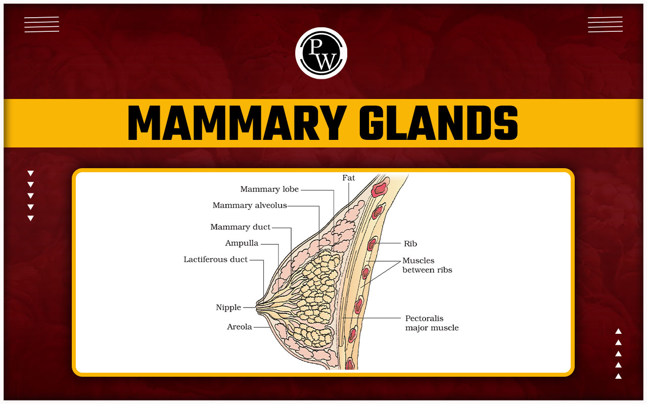 Mammary Glands - Structure and Functions in Human Body