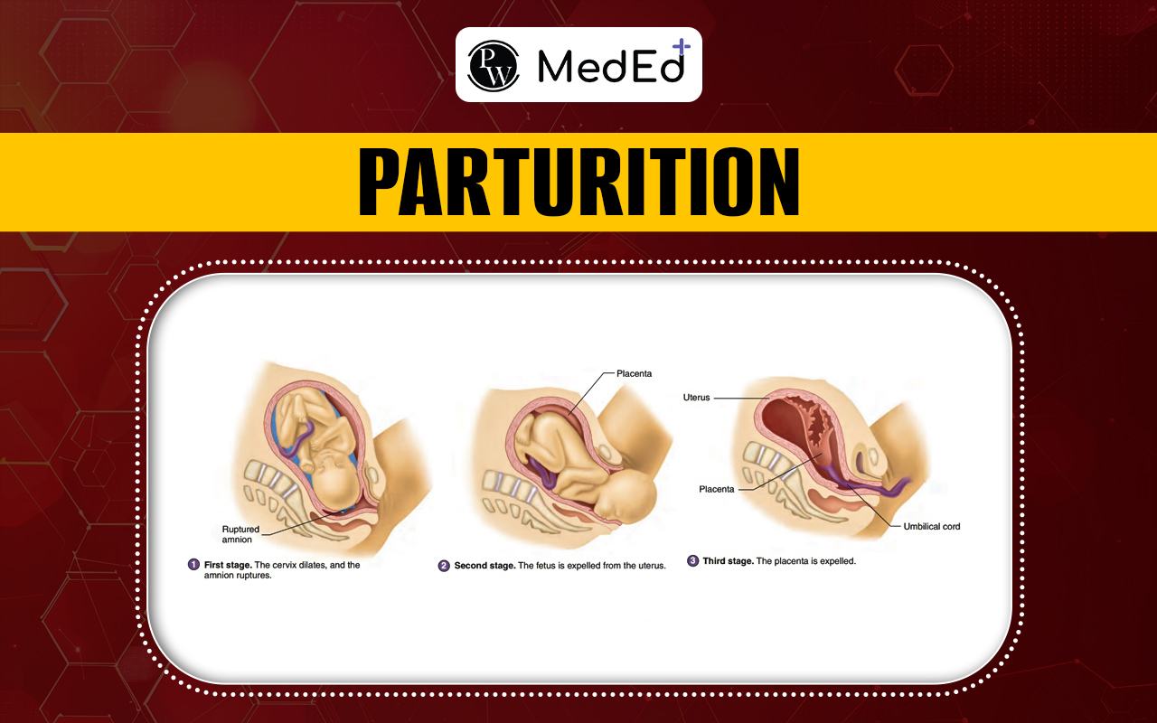 Parturition