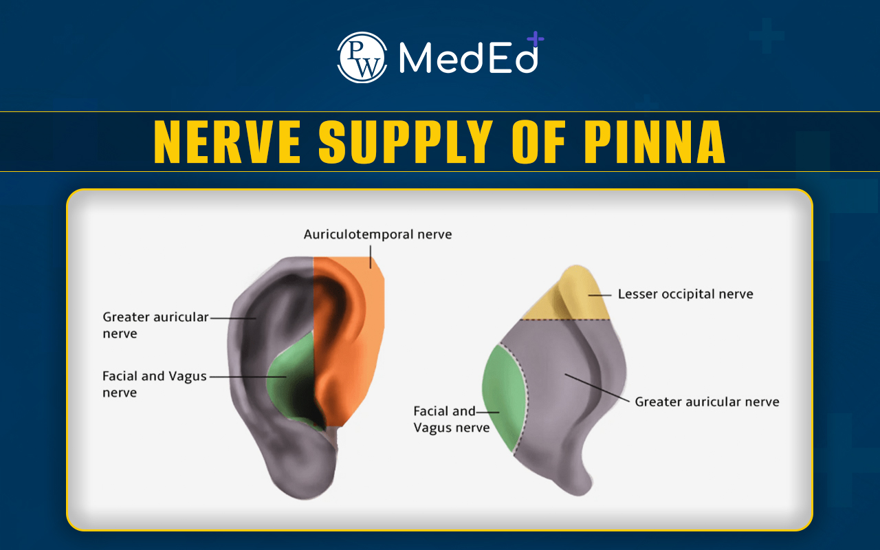 Nerve Supply of Pinna, Types Of Nerves