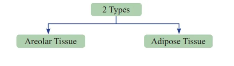 Loose Connective Tissue