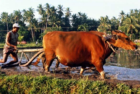 Bullocks Ploughing