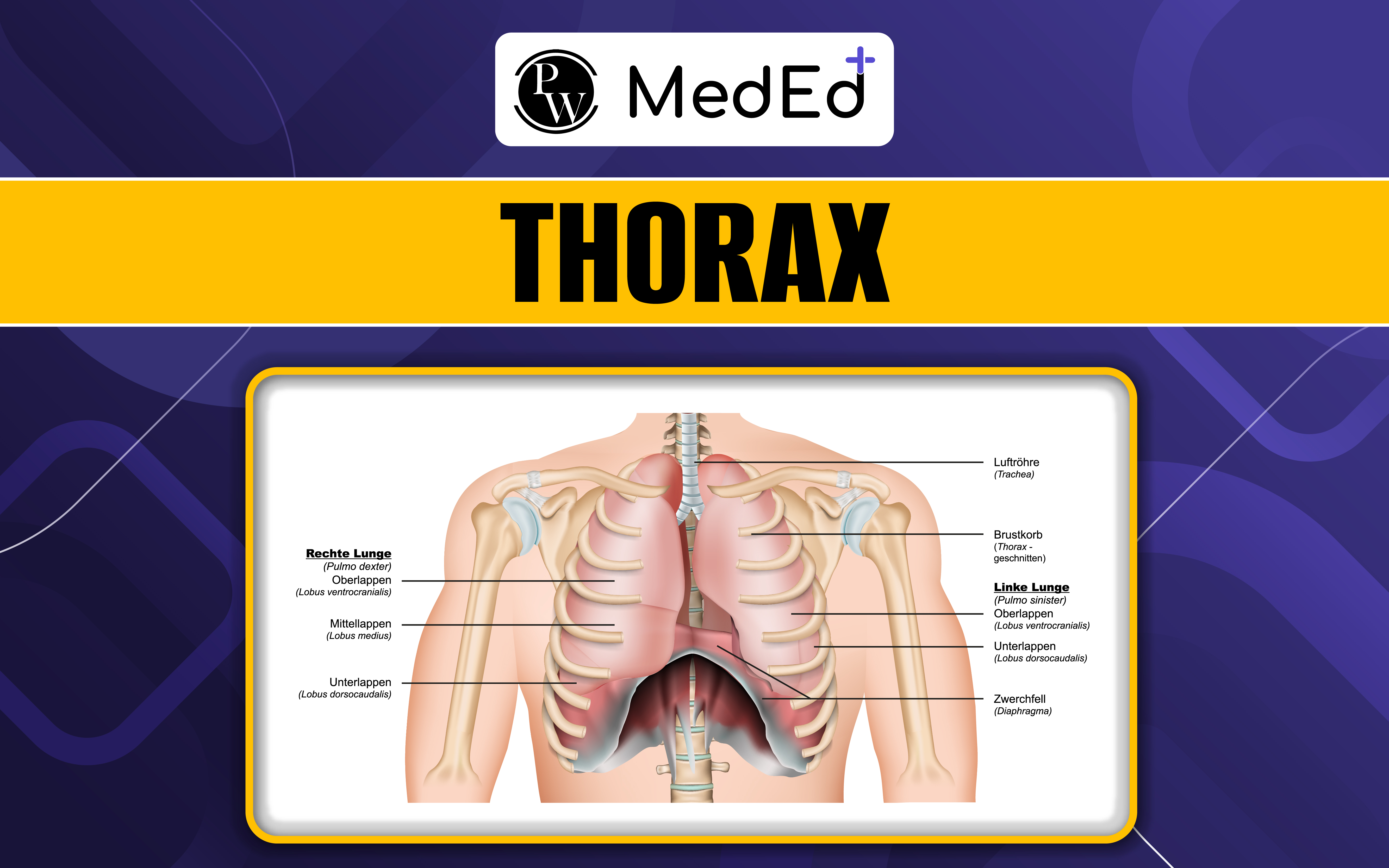 Thorax, Definition, Anatomy, Compartments 
