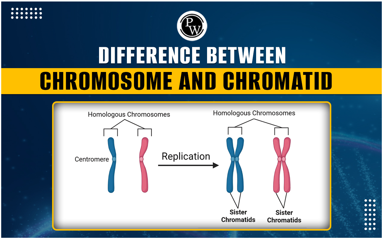 Difference Between Chromosome and Chromatid