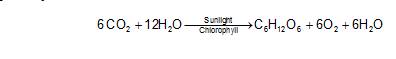 photosynthesis process