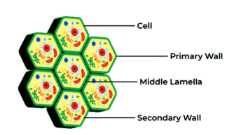 Cell Wall Diagram