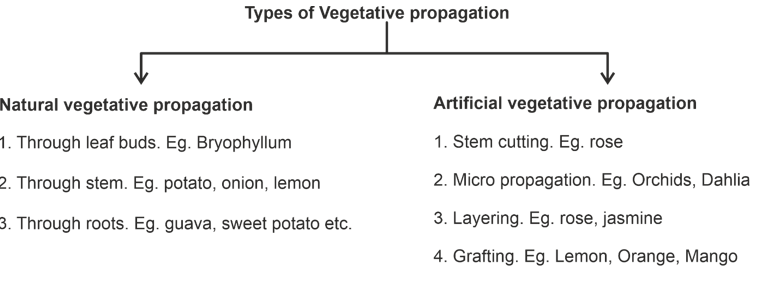 vegetation