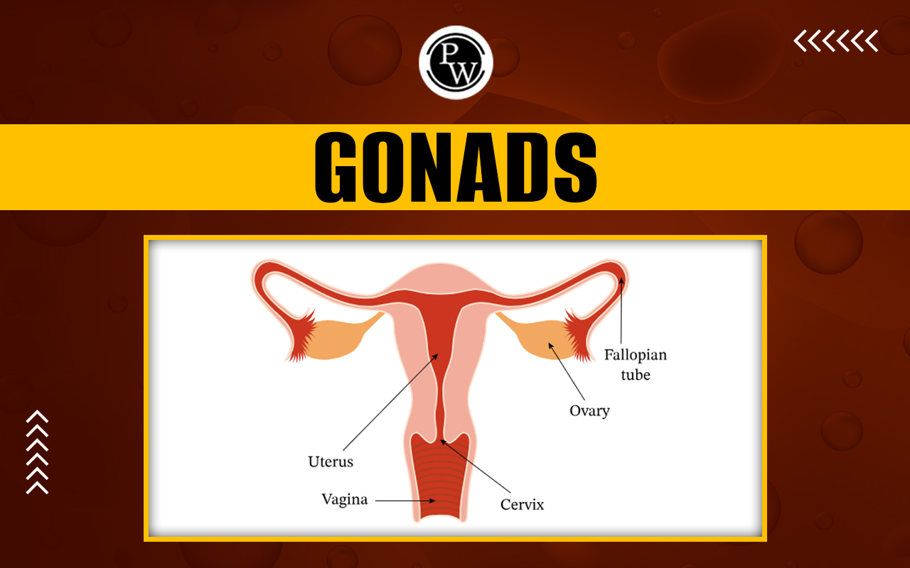 Gonads
