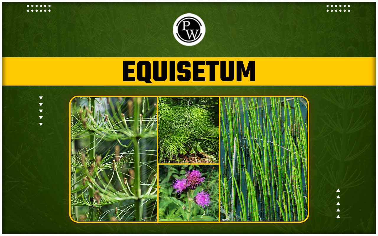 Equisetum