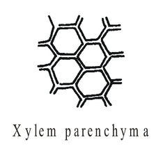 Complex Permanent Tissue