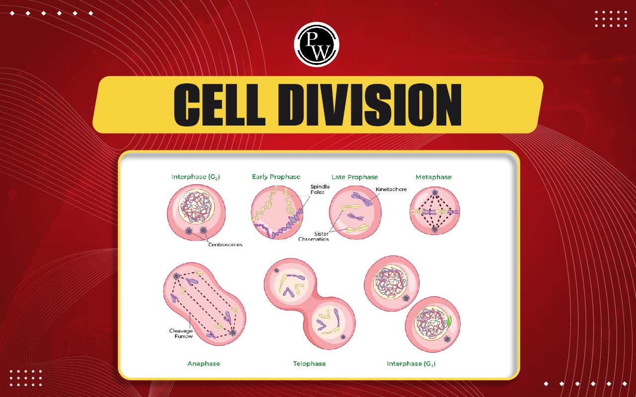 Cell Division
