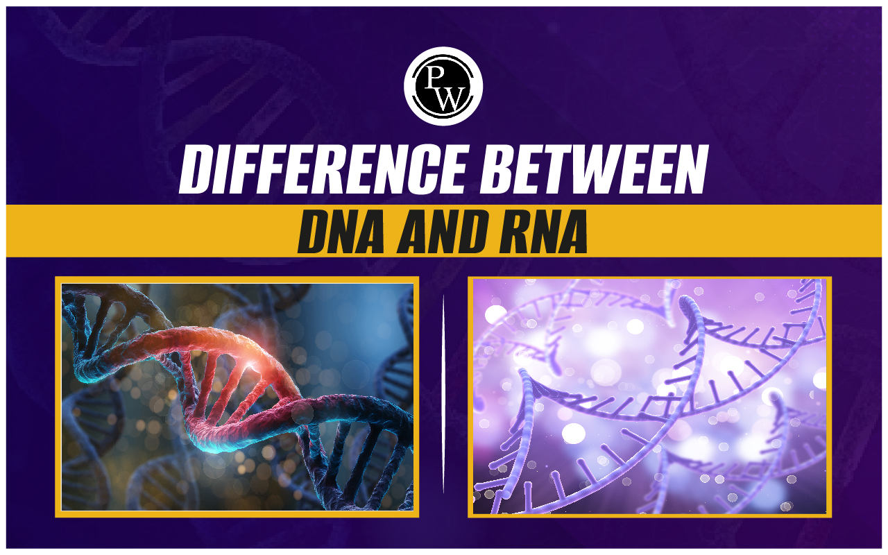  Difference Between DNA and RNA