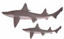 kingdom animalia classification