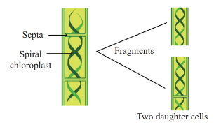 Vegetative Reproduction in Algae