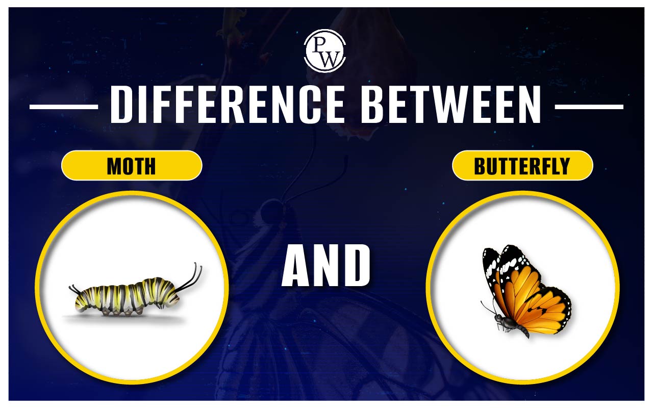 Difference Between Moth and Butterfly