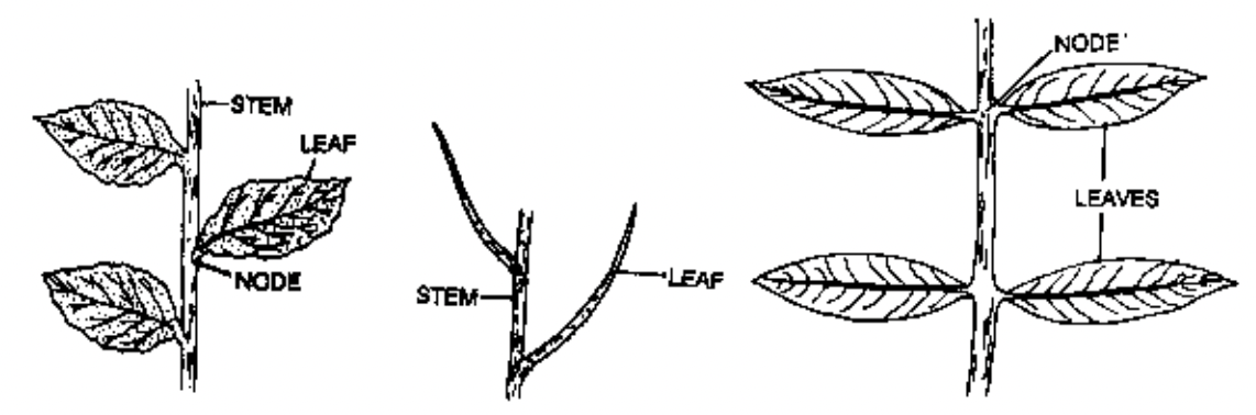 Phyllotaxy