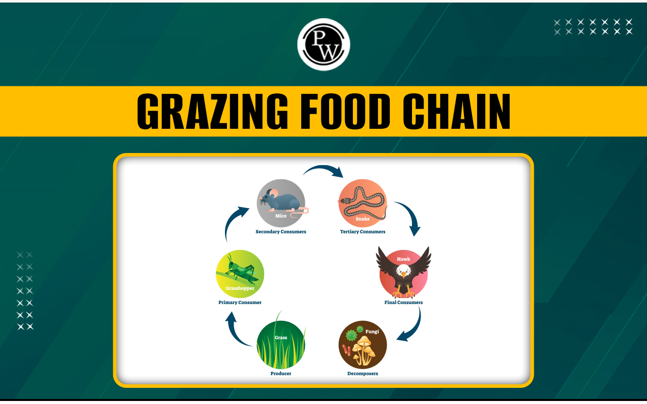Grazing Food Chain
