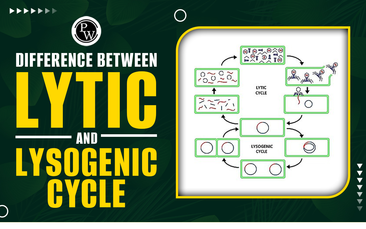 Difference Between Lytic and Lysogenic Cycle