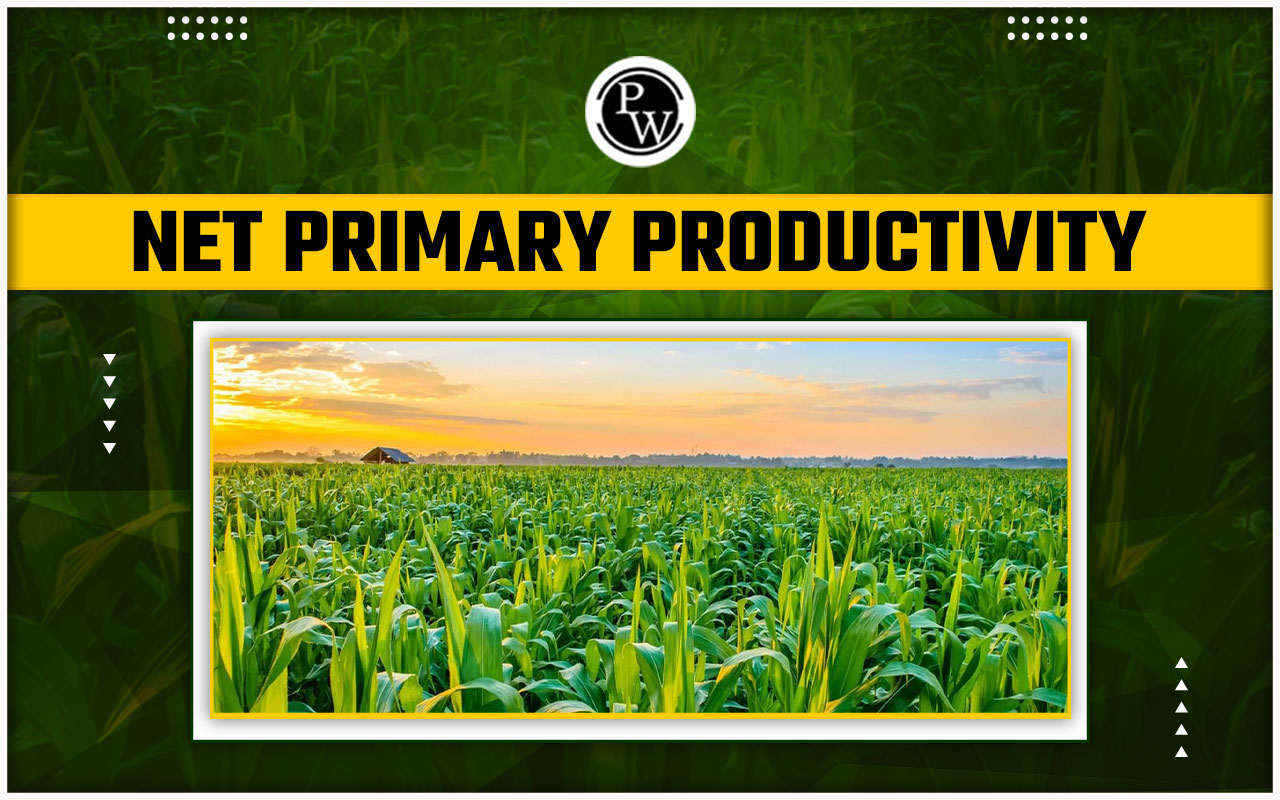 Net Primary Productivity