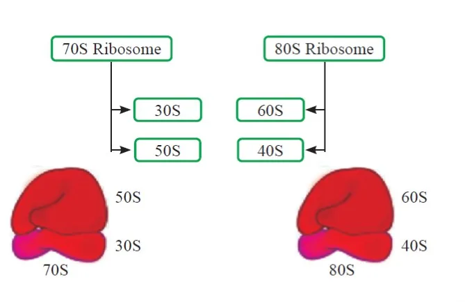 Ribosome