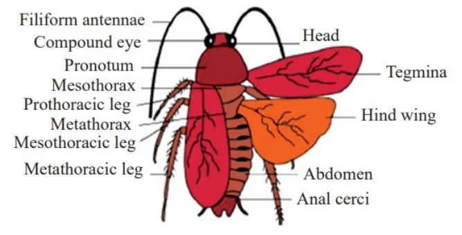 Thorax of Cockroach