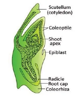 Monocot Embryo