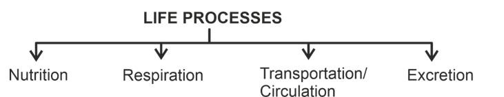 life process