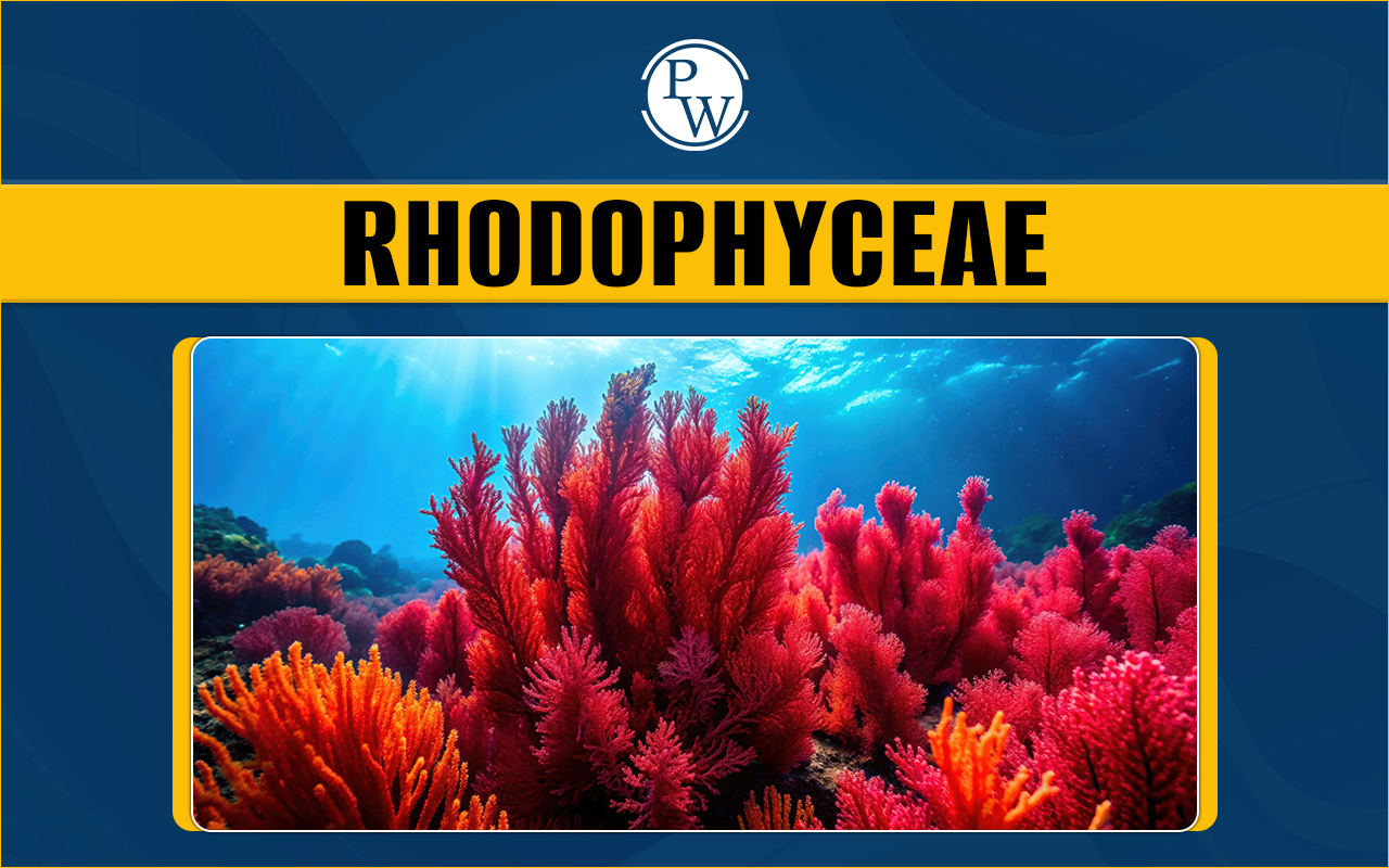 Rhodophyceae