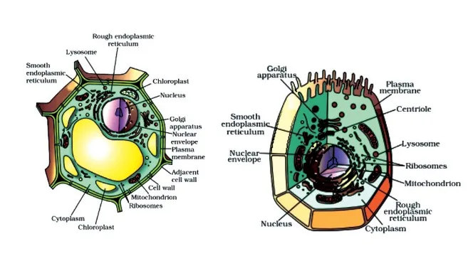 An Overview Of Cell