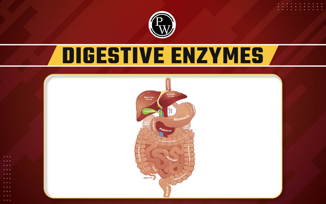 Digestive Enzymes