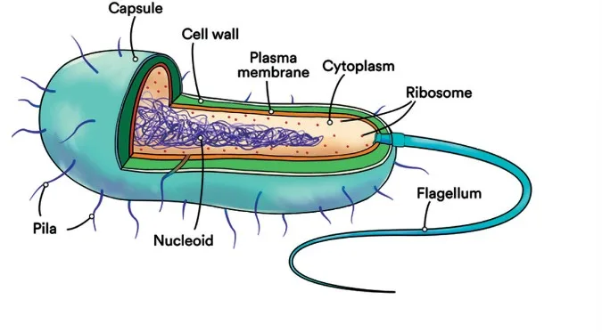 Structure Of Prokaryotic Cell