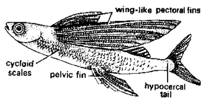 Super Class : Pisces
