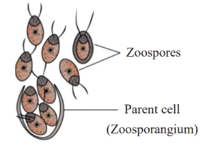 Asexual Reproduction in Algae