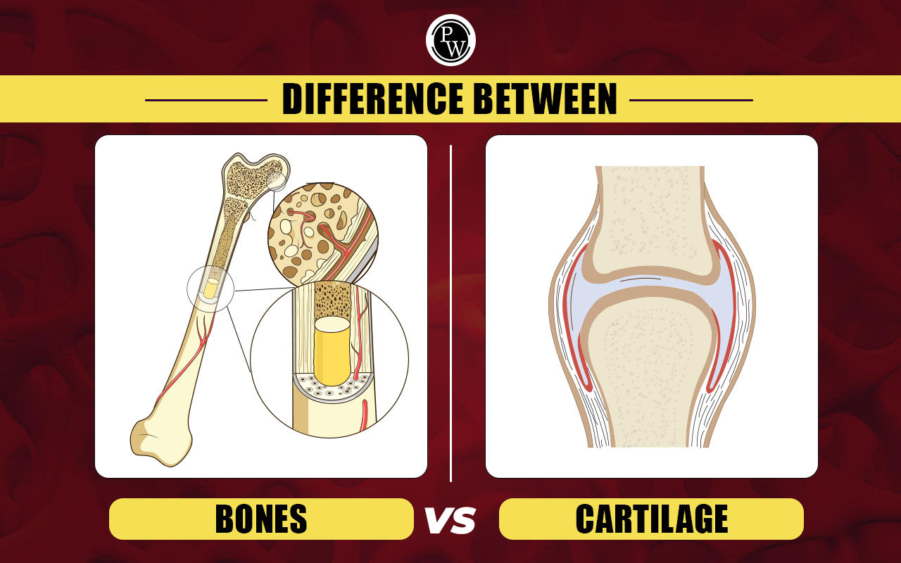 Difference Between Bone and Cartilage