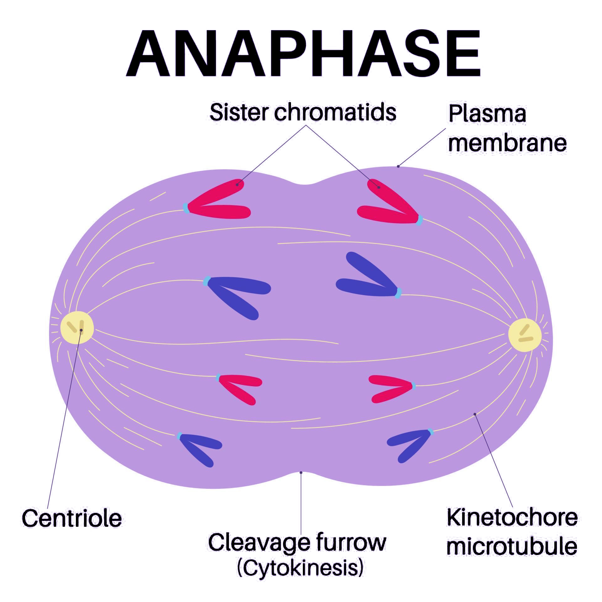 Anaphase Diagram