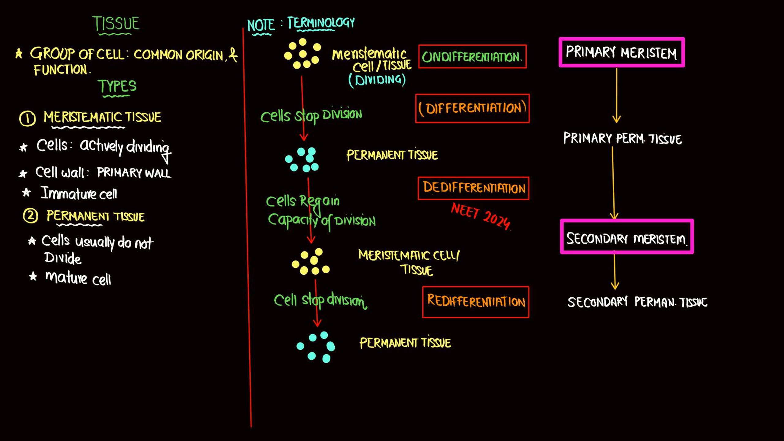 Anatomy of Flowering Plants NEET Notes