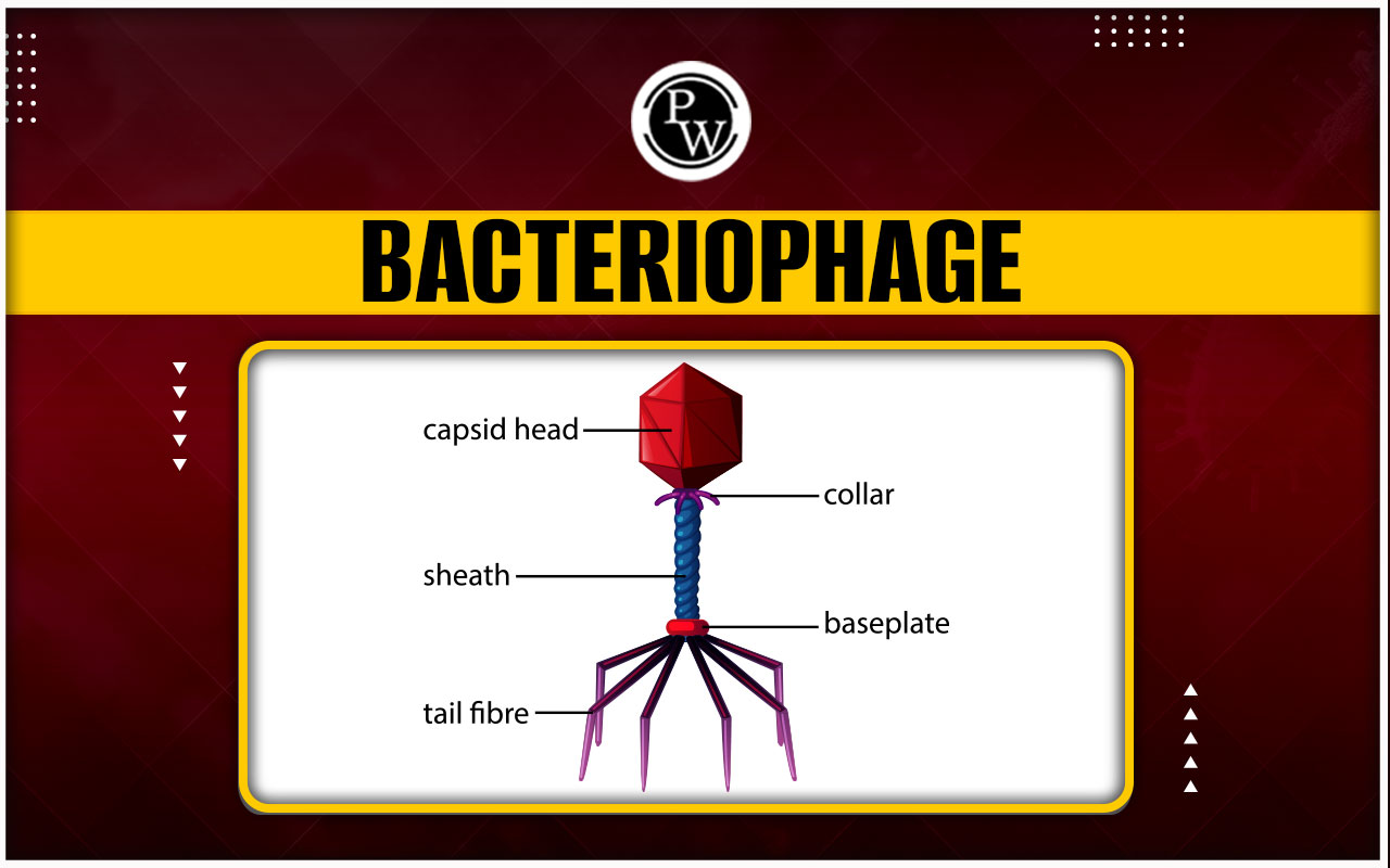 Bacteriophage