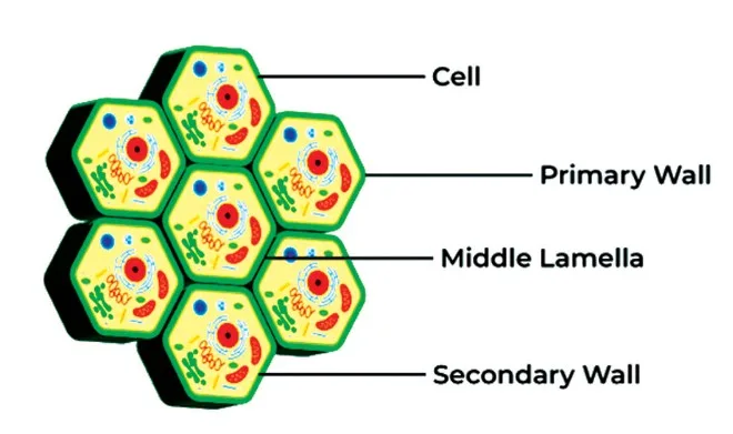 Cell Wall