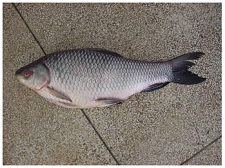 Frozen_Rohu_Fish
