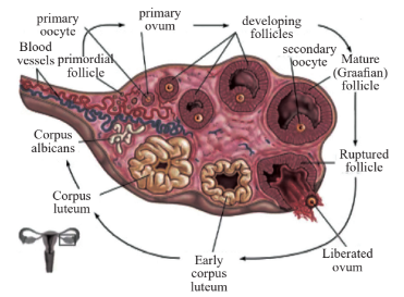 Diagrammatic section view of ovary