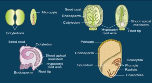 Maturation of Ovules into Seeds 