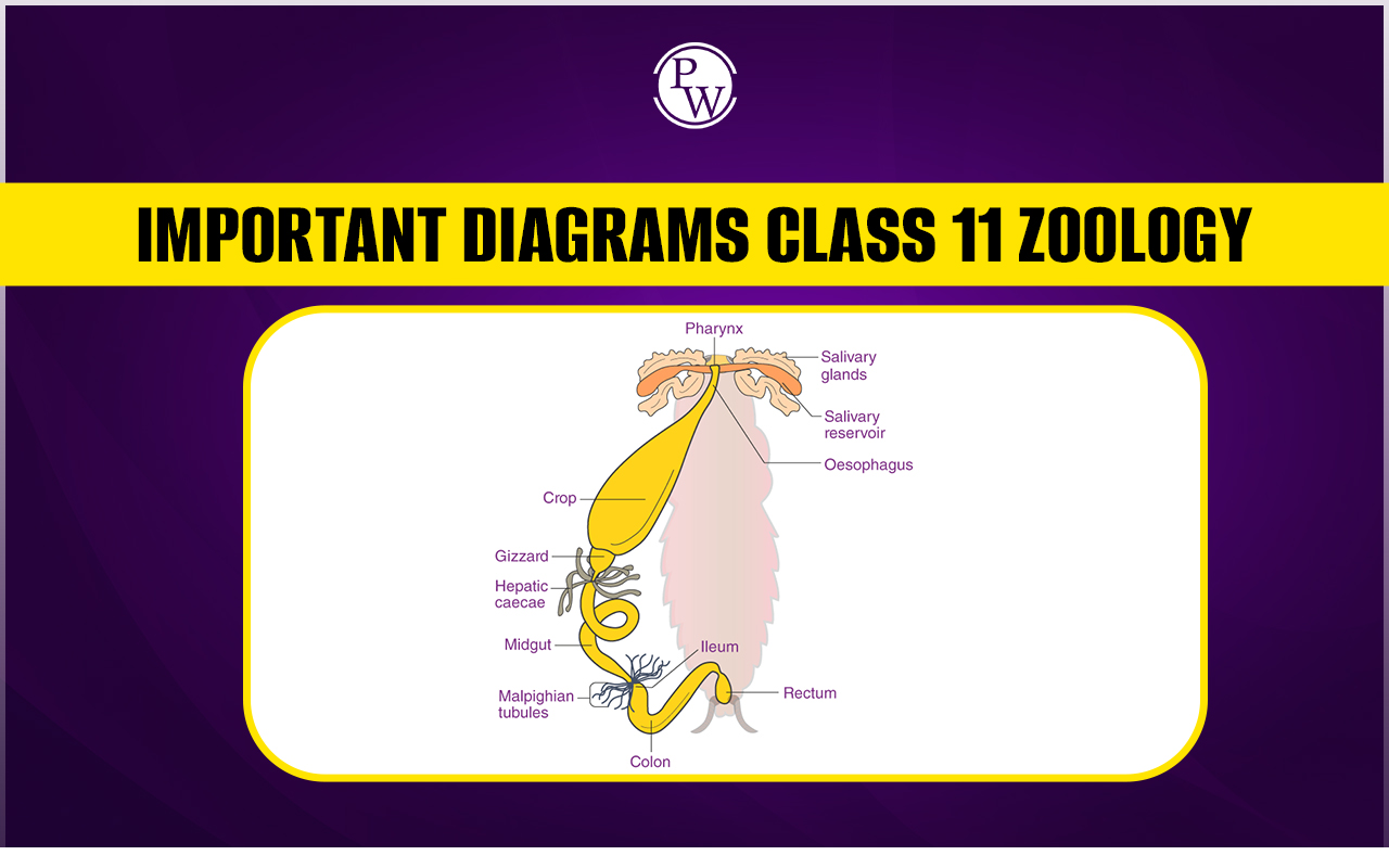 Important Diagrams for Class 11 Zoology