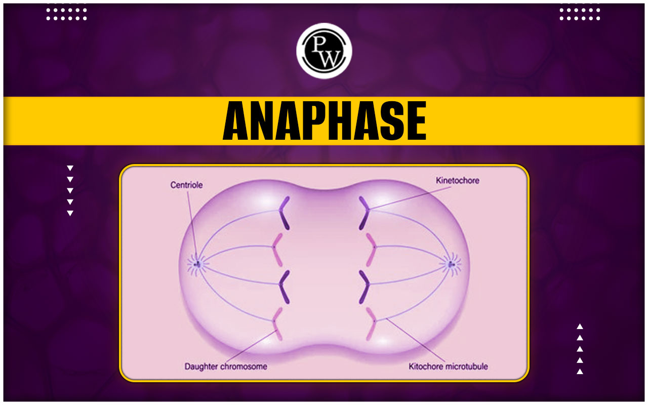 Anaphase