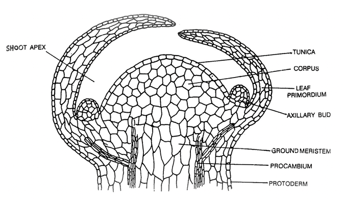 Meristems Based On Origin
