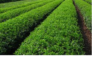 plantations