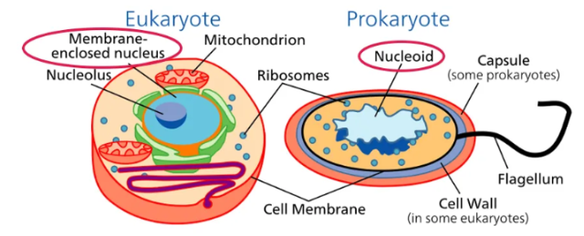 Nucleoid Definition Structure And Functions And Importance Nucleoid Definition Structure And Functions And Importance