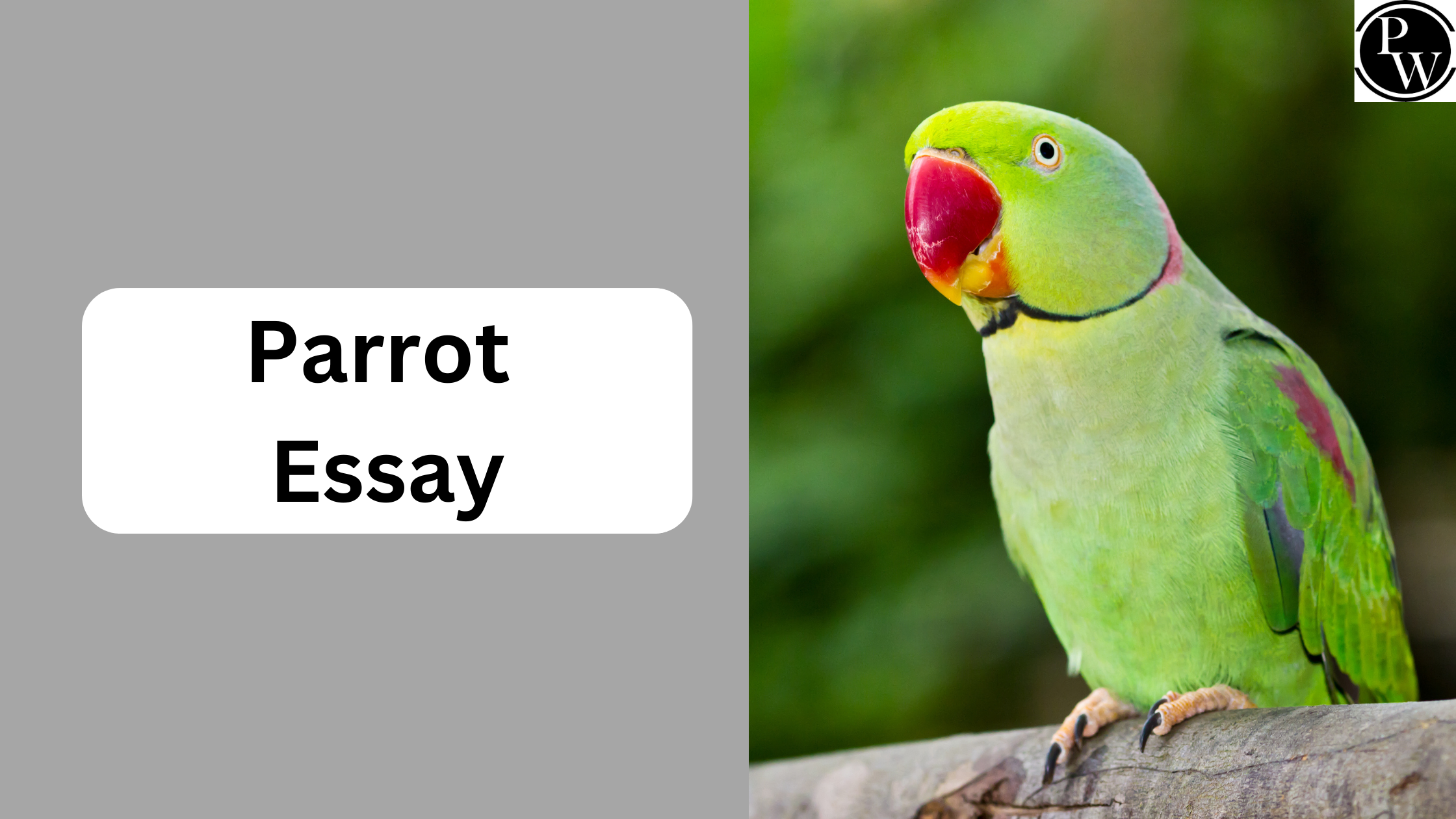 Parrot Essay