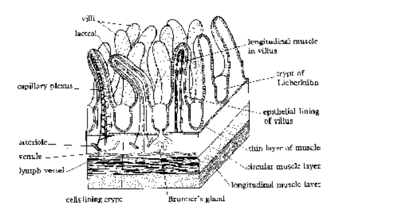 Digestive System of Human