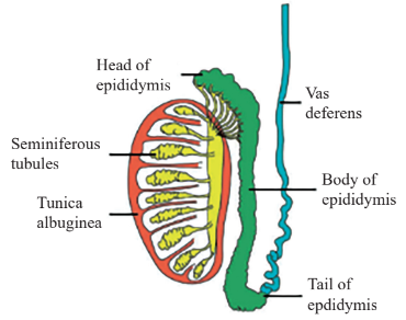 Diagrammatic view of details of testis
