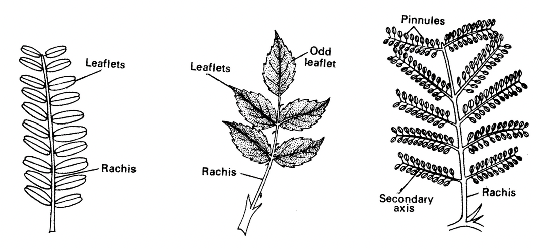 Phyllotaxy
